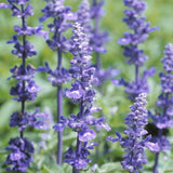 100% Cotton Luxury Refreshment Towels